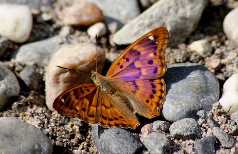 Una rarit????? Apatura ilia (f. ilia)